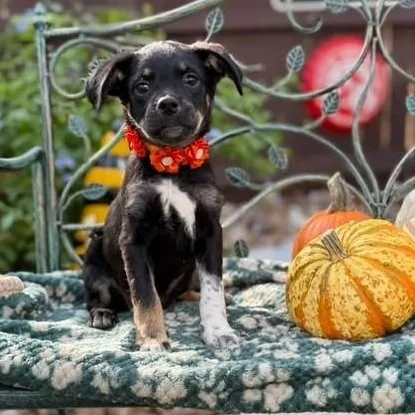 A baby medium-sized female Black Labrador Retriever dog named Dolly for adoption in Southport, CT