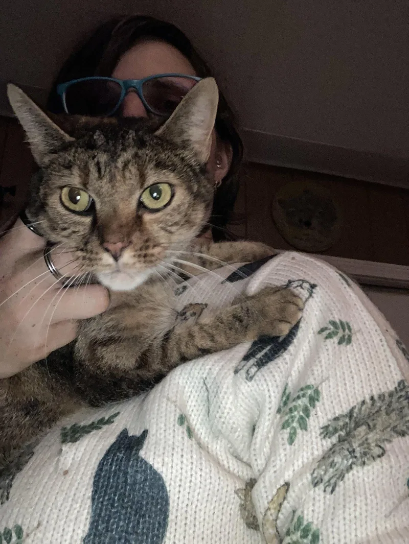 An adult small-sized female Domestic Short Hair cat named Sarah for adoption in Chatham, VA
