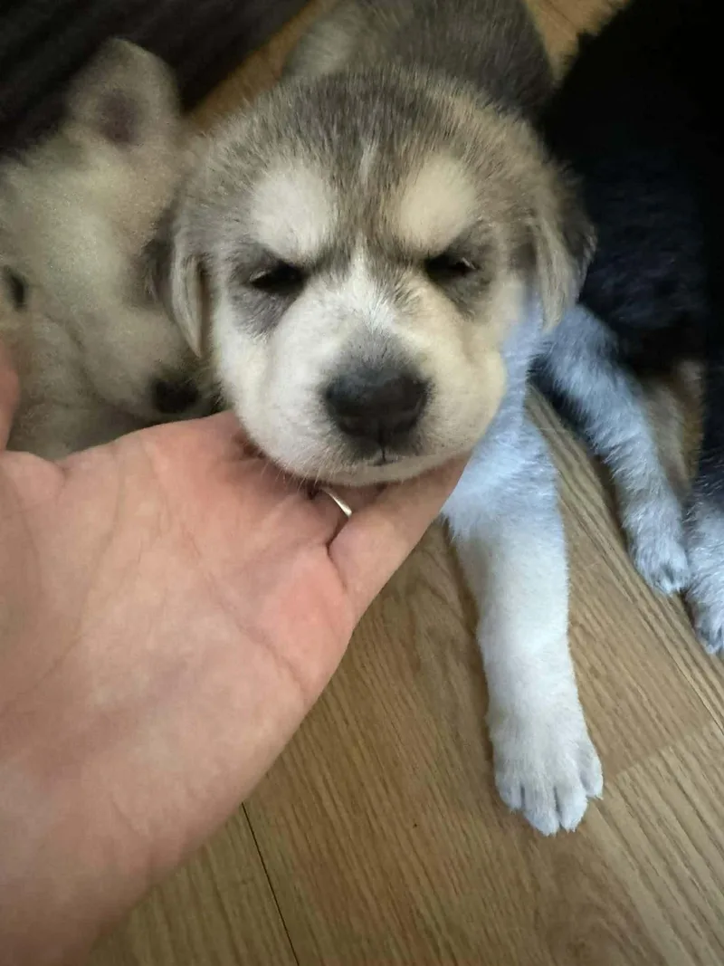 A baby large-sized male Husky dog named Derby for adoption in Holly Springs, NC