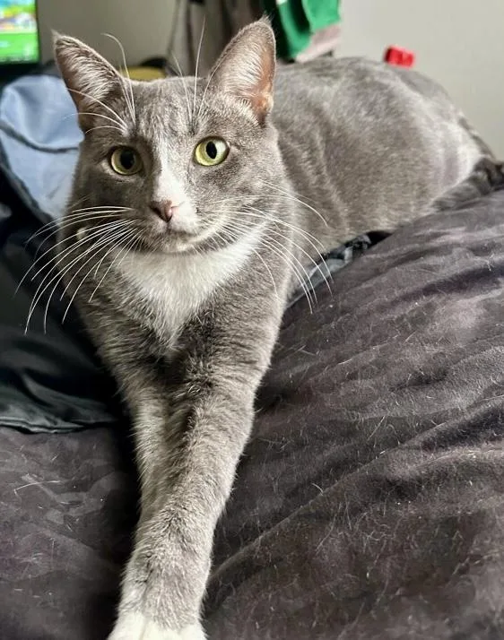 Shiva & Red Aka thumbnail 2