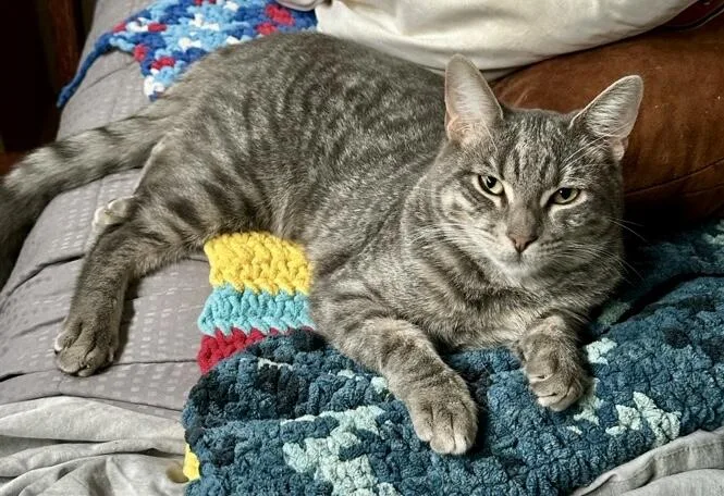 Shiva & Red Aka thumbnail 3