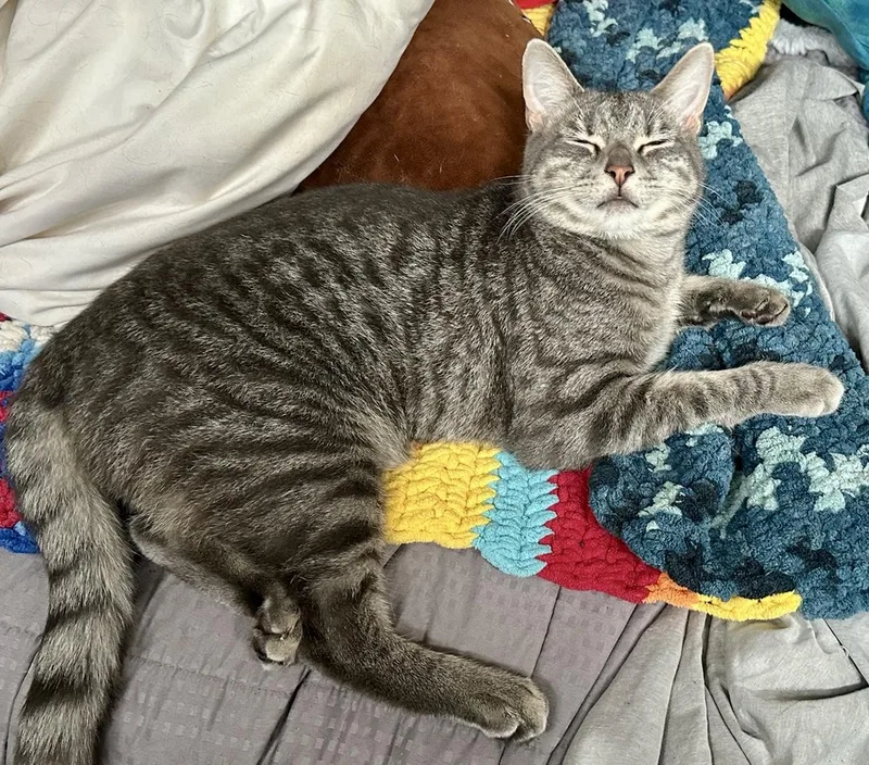 Shiva & Red Aka thumbnail 4