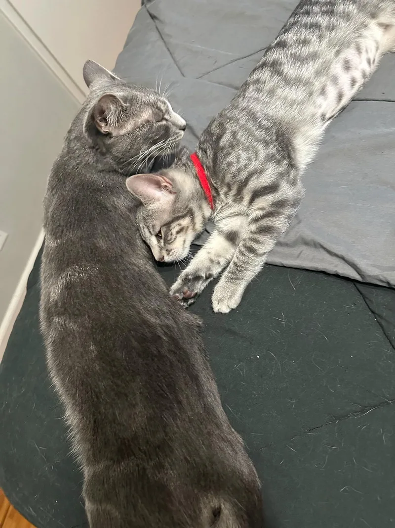 Shiva & Red Aka thumbnail 5