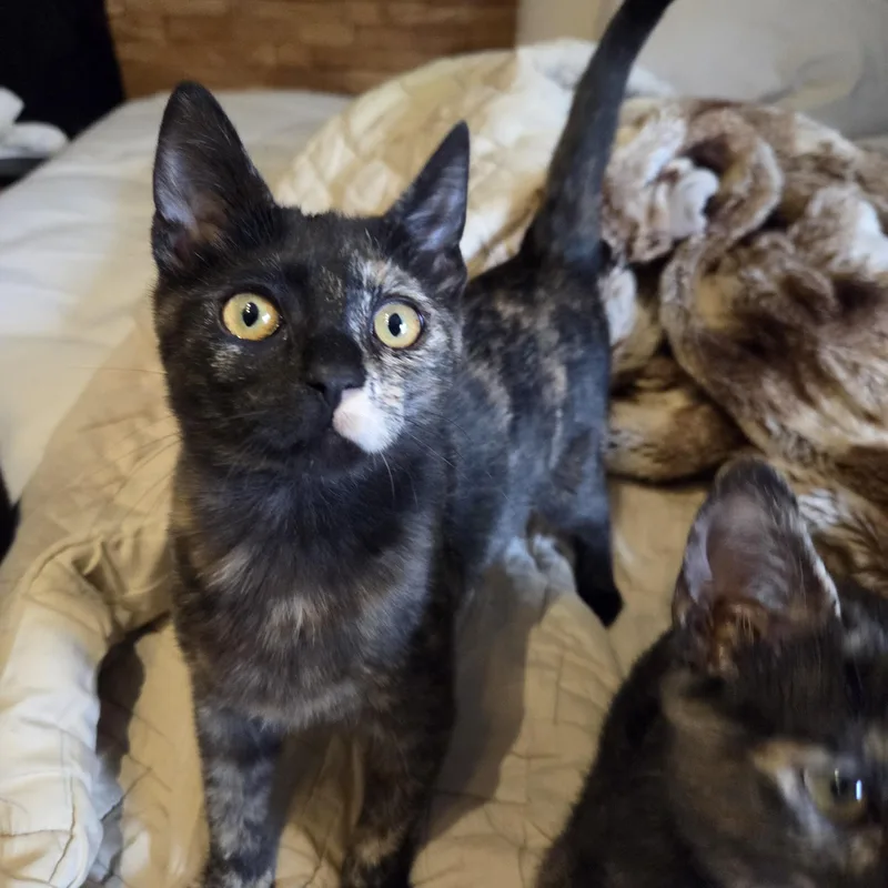 Prancer  Dancer And thumbnail 2