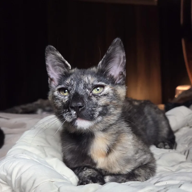 Prancer  Dancer And thumbnail 4