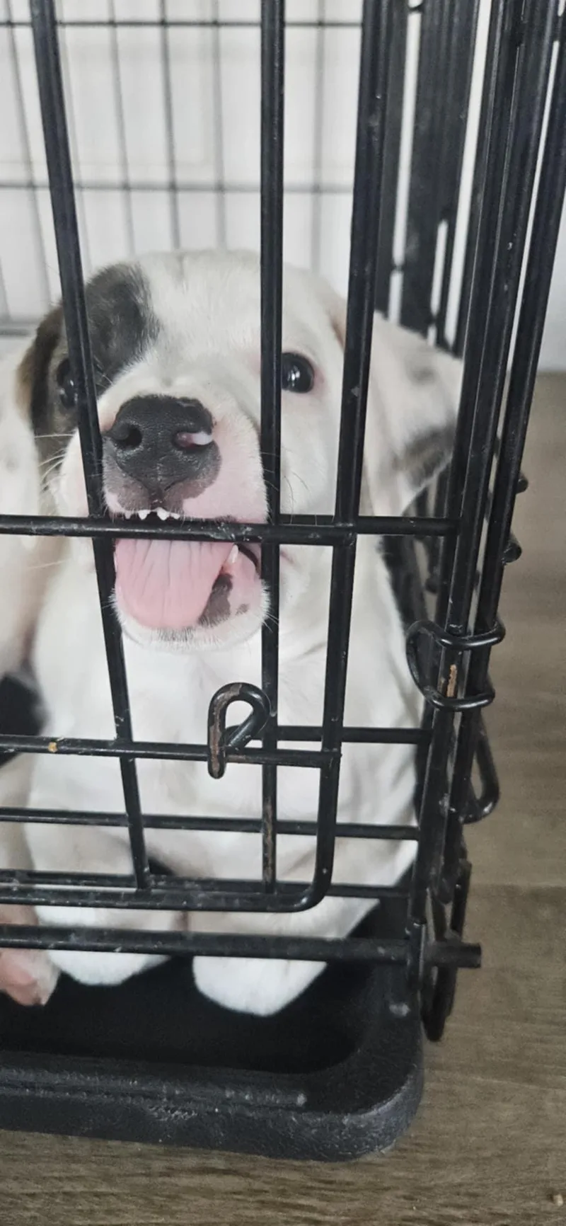 A young medium-sized female White / Cream Australian Cattle Dog / Blue Heeler dog named Astra for adoption in Owasso, OK