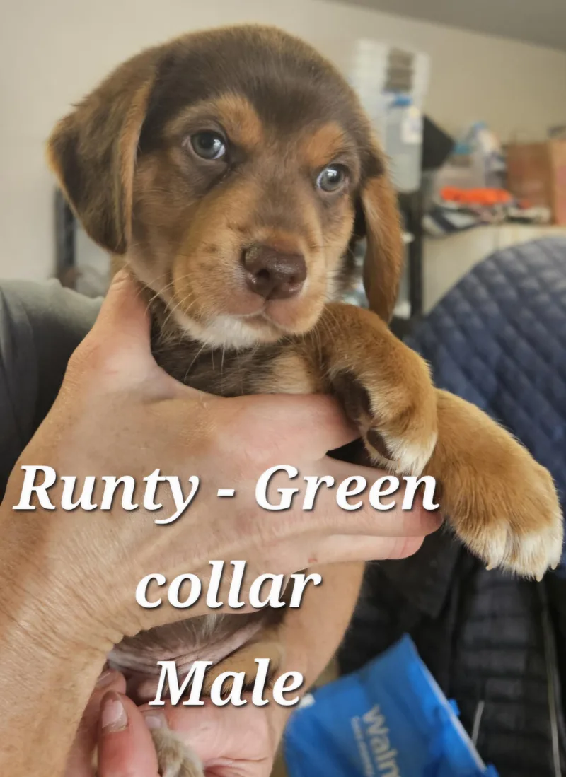 Runty