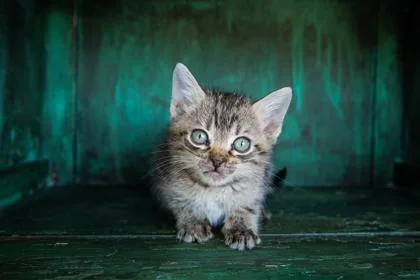 A baby small-sized male Domestic Short Hair cat named Leo for adoption in San Antonio, TX