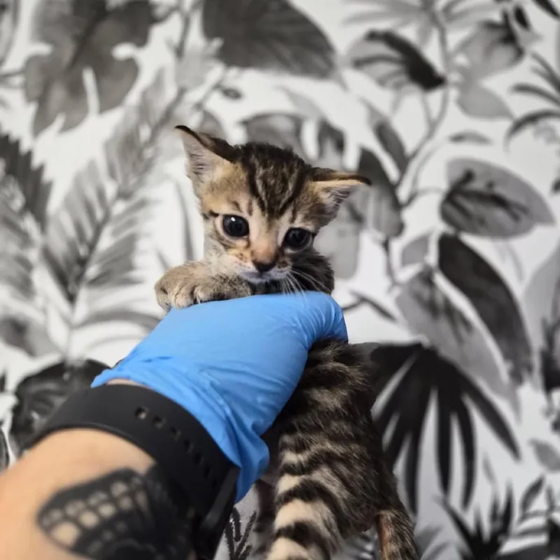 A baby small-sized male Gray / Blue / Silver Domestic Short Hair cat named Gunner for adoption in Wahiawa, HI