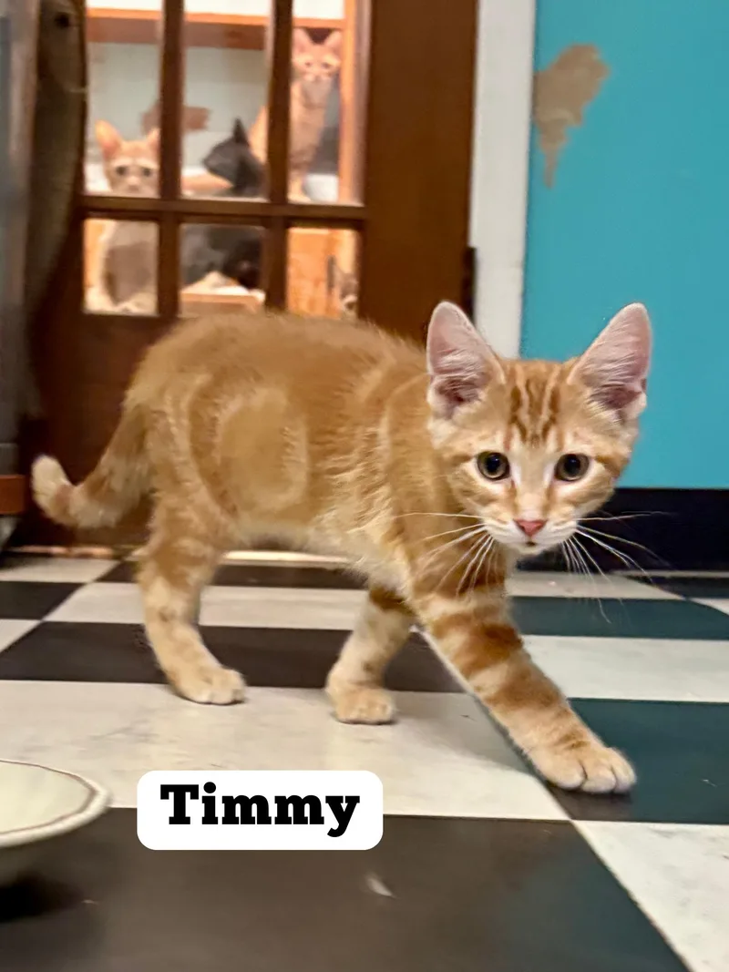 A young medium-sized male Orange & White Domestic Short Hair cat named Timmy for adoption in Monticello, IL