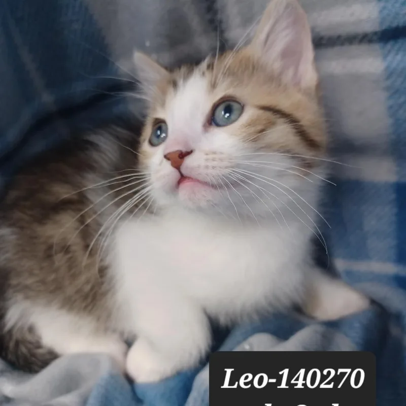 Leo