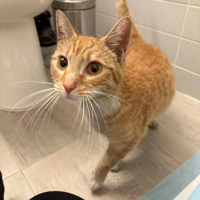 A young medium-sized female Orange / Red Domestic Short Hair cat named Sunshine for adoption in Brooklyn, NY