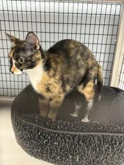 An adult small-sized female Domestic Short Hair cat named Oreo for adoption in Balch Springs, TX