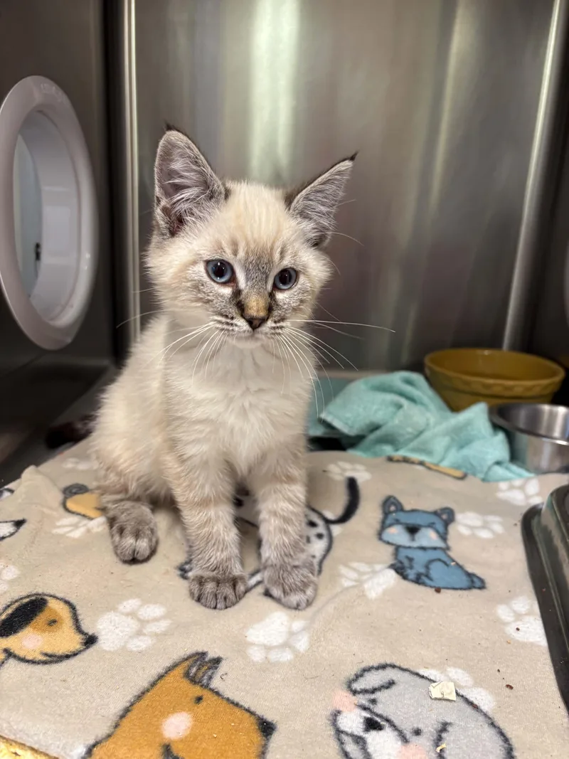 A baby medium-sized male Blue Point Domestic Short Hair cat named Chris for adoption in Grants Pass, OR