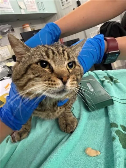 An adult large-sized male Brown / Chocolate Domestic Short Hair cat named Topaz for adoption in Woodland, CA