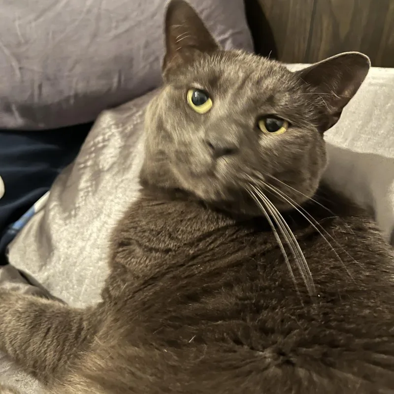 An adult large-sized female Domestic Short Hair cat named Vivian for adoption in West Palm Beach, FL