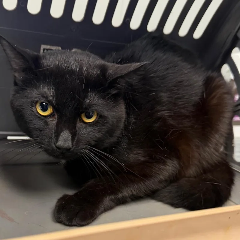 A young medium-sized male Black Domestic Short Hair cat named Penguin for adoption in Midland, TX