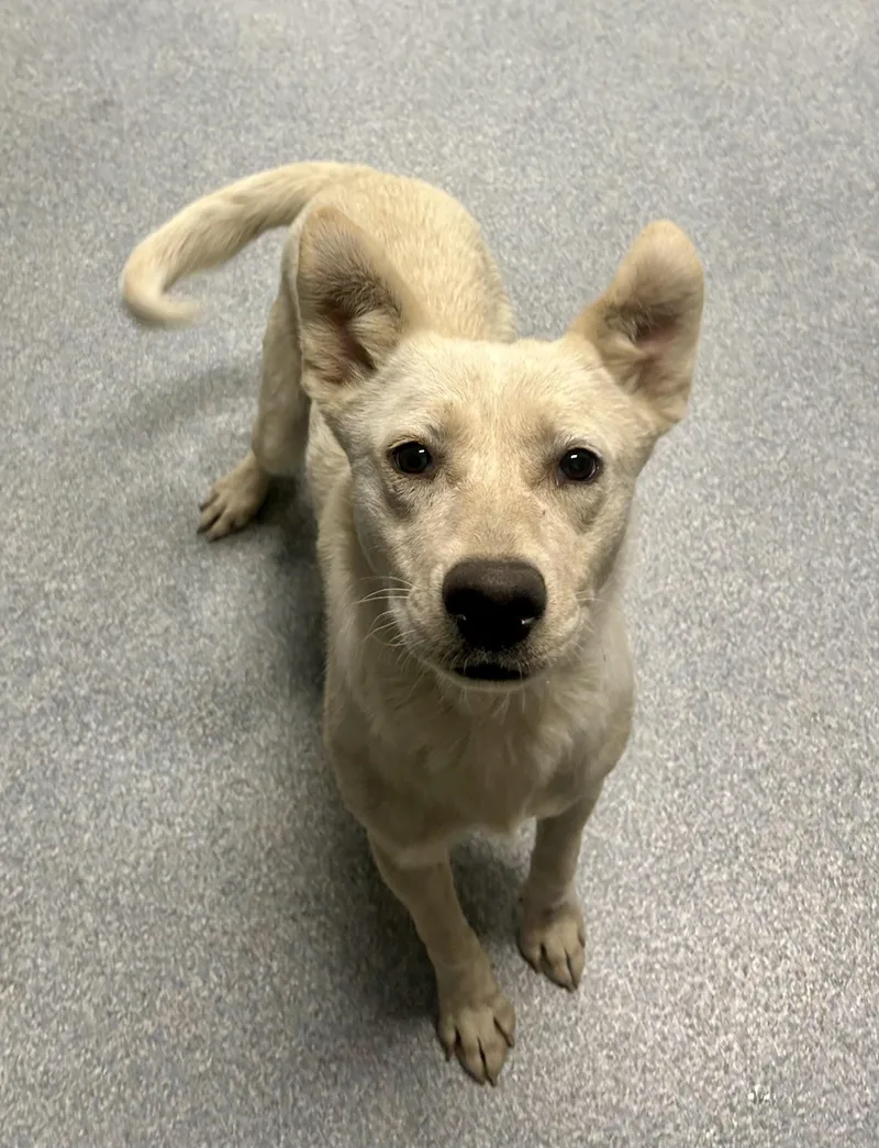 An adult medium-sized female White / Cream Australian Cattle Dog / Blue Heeler dog named Callie for adoption in St. Joseph, MI