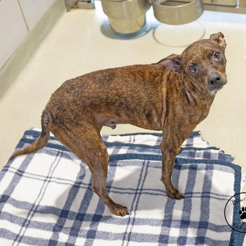 An adult medium-sized male Brown / Chocolate Rat Terrier dog named Franky for adoption in Abilene, TX