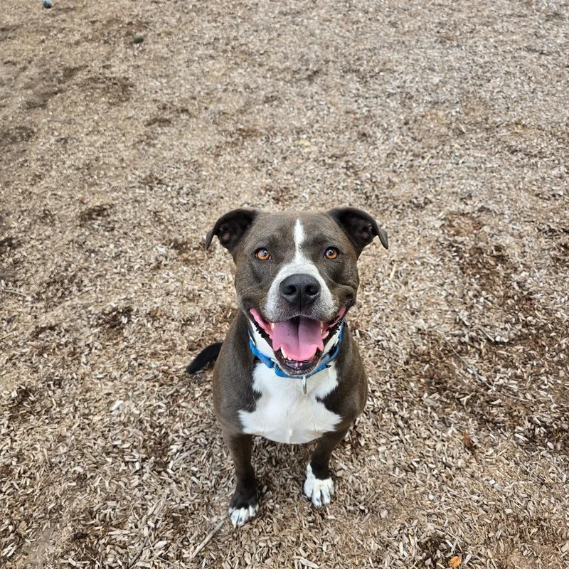 An adult large-sized male Gray / Blue / Silver Mixed Breed dog named Alex for adoption in Fort Bragg, CA