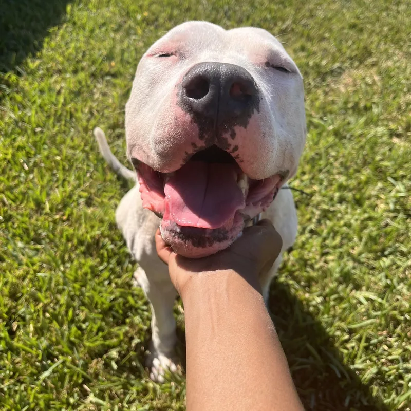 An adult large-sized male White / Cream Pit Bull Terrier dog named Max for adoption in Houston, TX