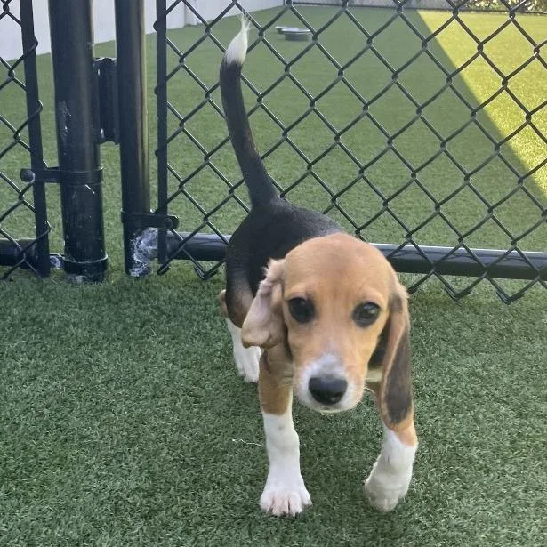 A baby small-sized female Yellow / Tan / Blond / Fawn Beagle dog named Zoey for adoption in LOXAHATCHEE, FL
