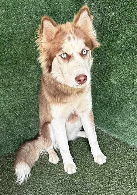 A young medium-sized female Siberian Husky dog named Hasley for adoption in Lancaster, CA