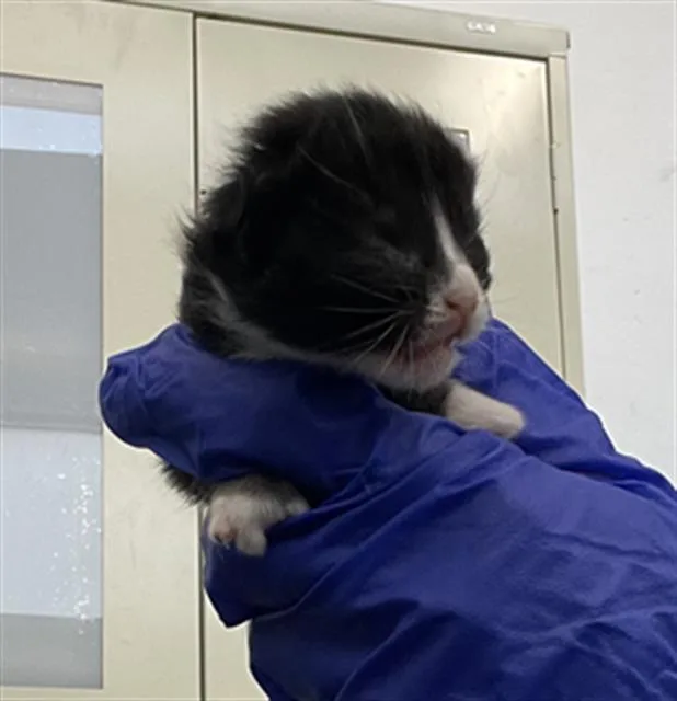 A baby medium-sized female Domestic Short Hair cat named Taco for adoption in Dallas, TX