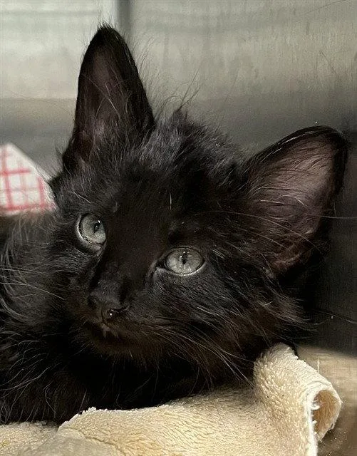 A baby small-sized male Domestic Medium Hair cat named Max for adoption in Tavares, FL