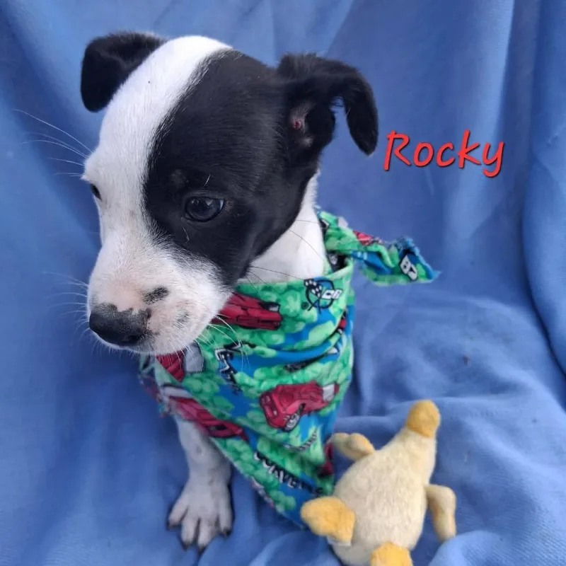 Rocky thumbnail 2