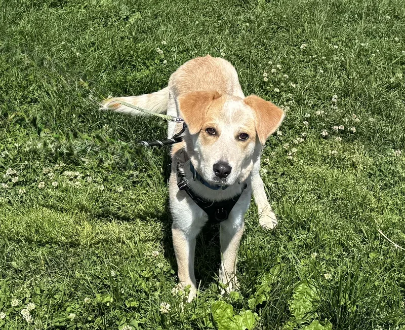 A baby medium-sized male Bicolor Retriever dog named Hutch for adoption in Ellicott City, MD