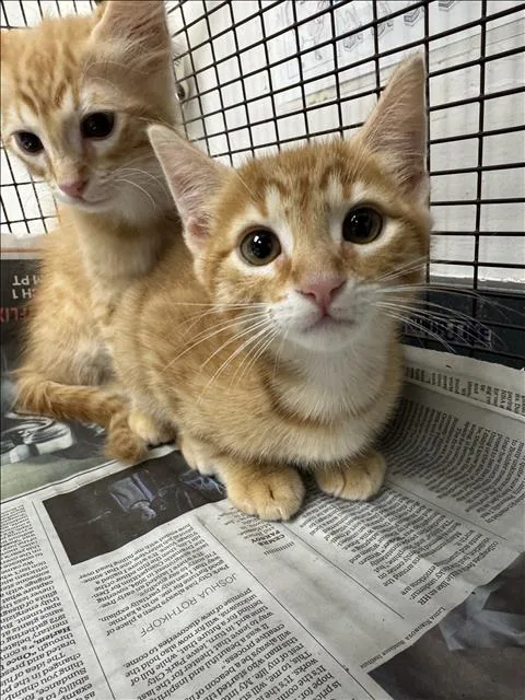 A baby small-sized male Domestic Short Hair cat named Charles for adoption in Los Angeles, CA