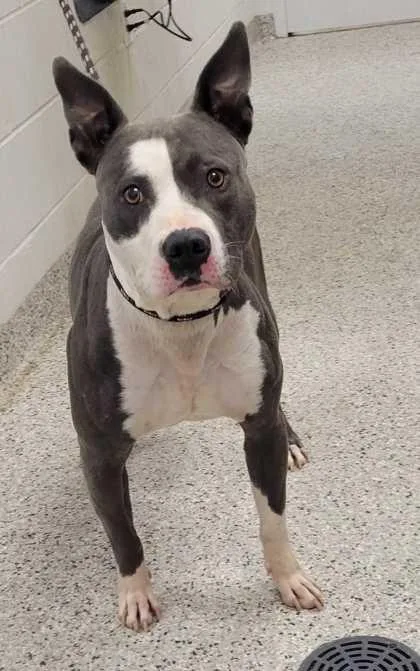 An adult large-sized male Gray / Blue / Silver Pit Bull Terrier dog named Neptune for adoption in Kansas City, MO