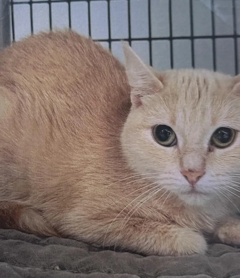 An adult medium-sized female Domestic Short Hair cat named Nova for adoption in Fort Madison, IA