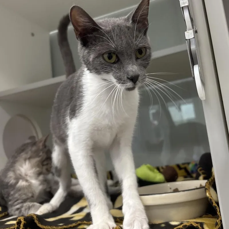 A young medium-sized female Gray / Blue / Silver Domestic Short Hair cat named Eowyn for adoption in Jupiter, FL