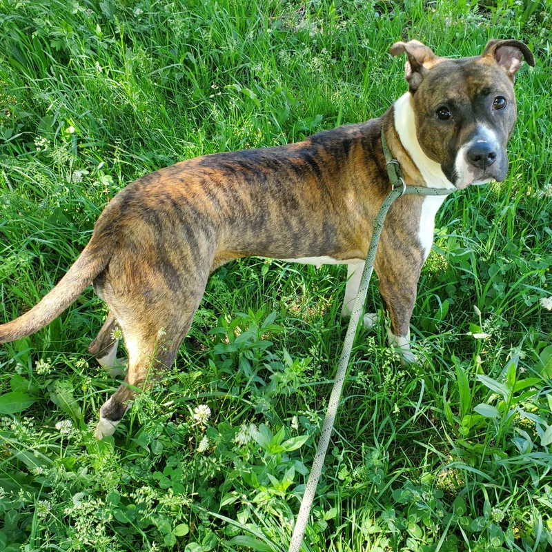 An adult medium-sized female Brindle Pit Bull Terrier dog named Rocky Road for adoption in Jersey city, NJ