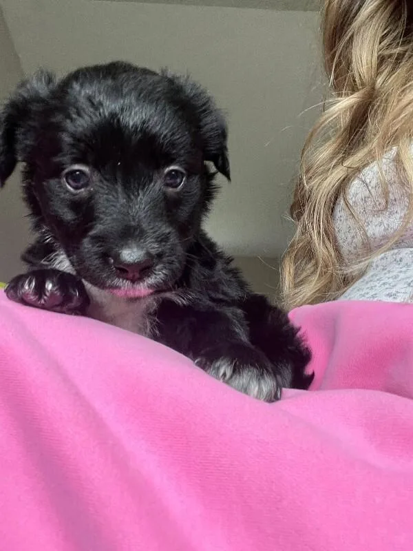 A young small-sized male Black Mixed Breed dog named Eel for adoption in Cincinnati, OH