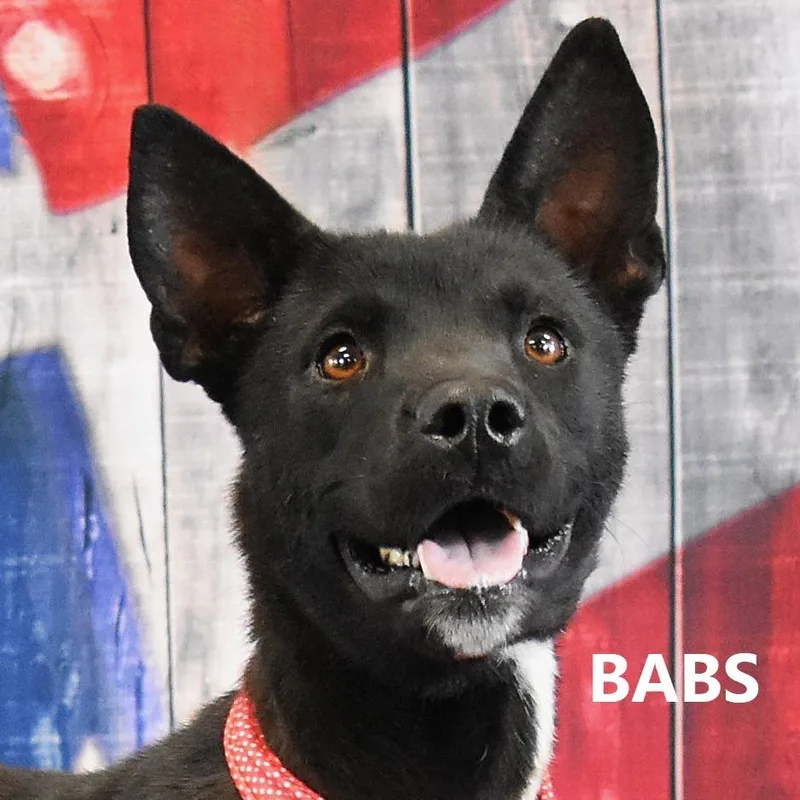 A young medium-sized female Black Shepherd dog named Babbs for adoption in Yuma, AZ