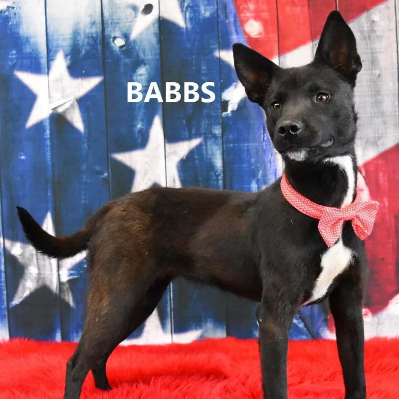 Babbs thumbnail 2