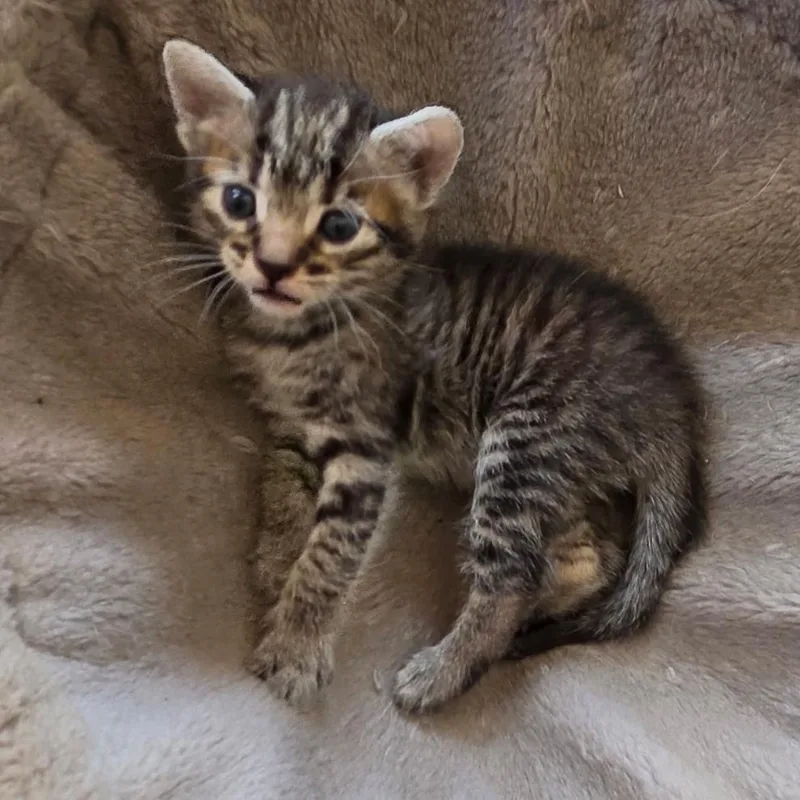 A baby small-sized female Brown / Chocolate Domestic Short Hair cat named Haystack for adoption in Long Beach, CA