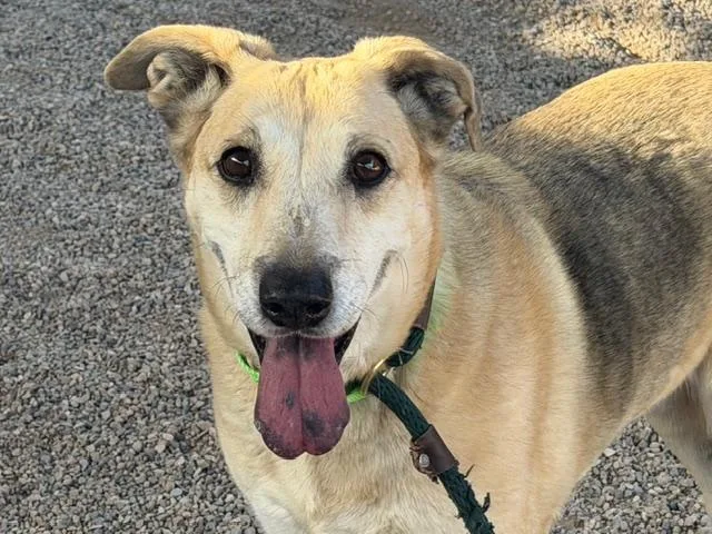 An adult large-sized female Labrador Retriever dog named Gertie for adoption in Tucson, AZ