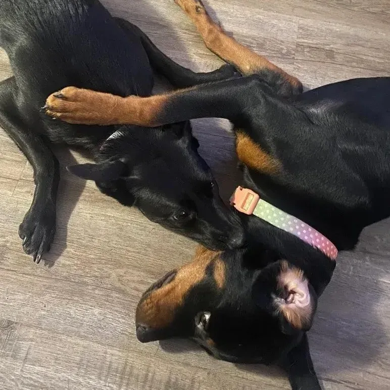 Biscuit