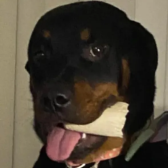 Biscuit thumbnail 5