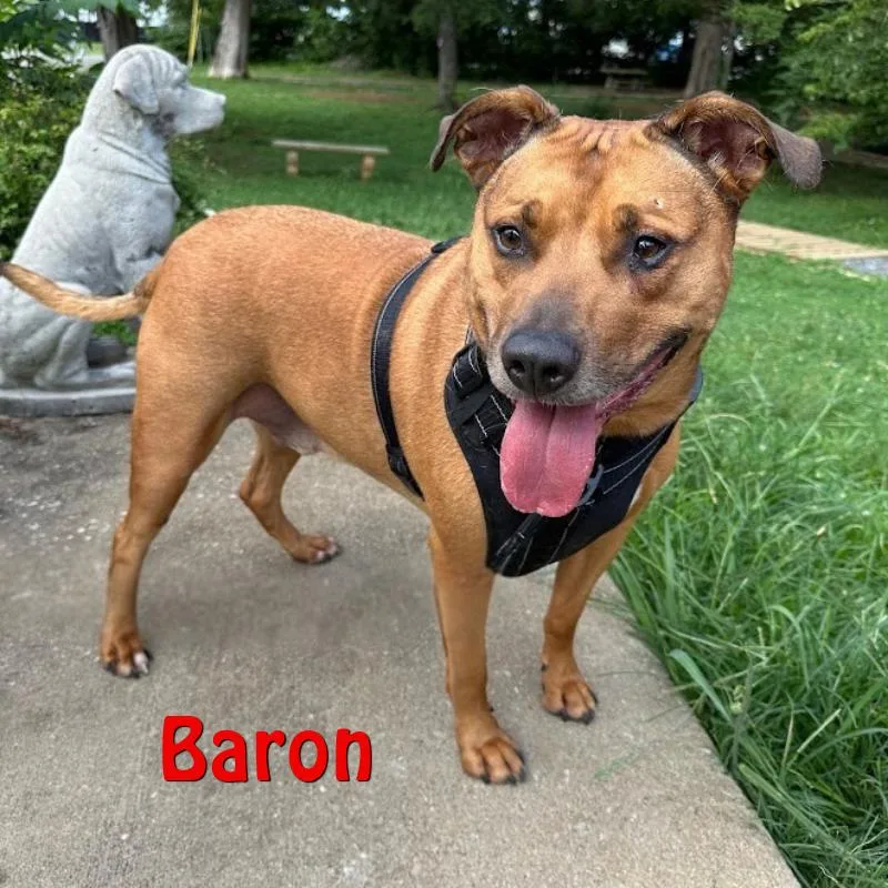 Baron thumbnail 2