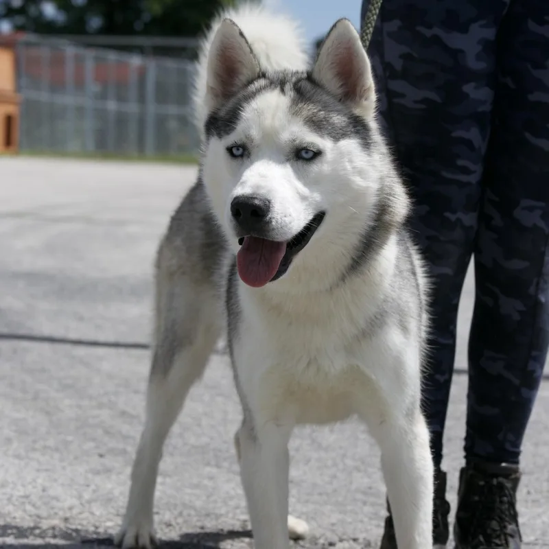 Wolfie