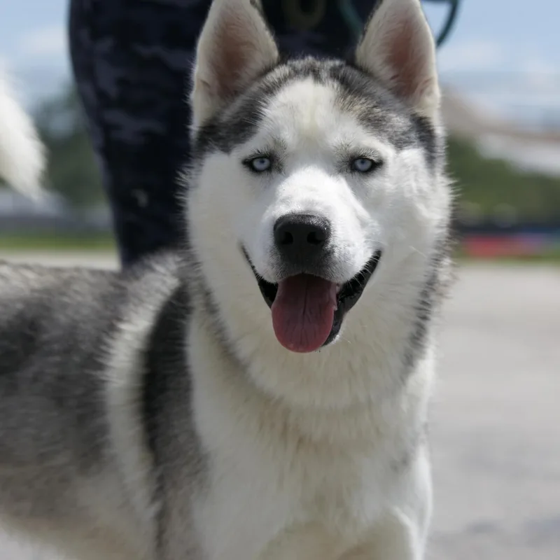 Wolfie thumbnail 4
