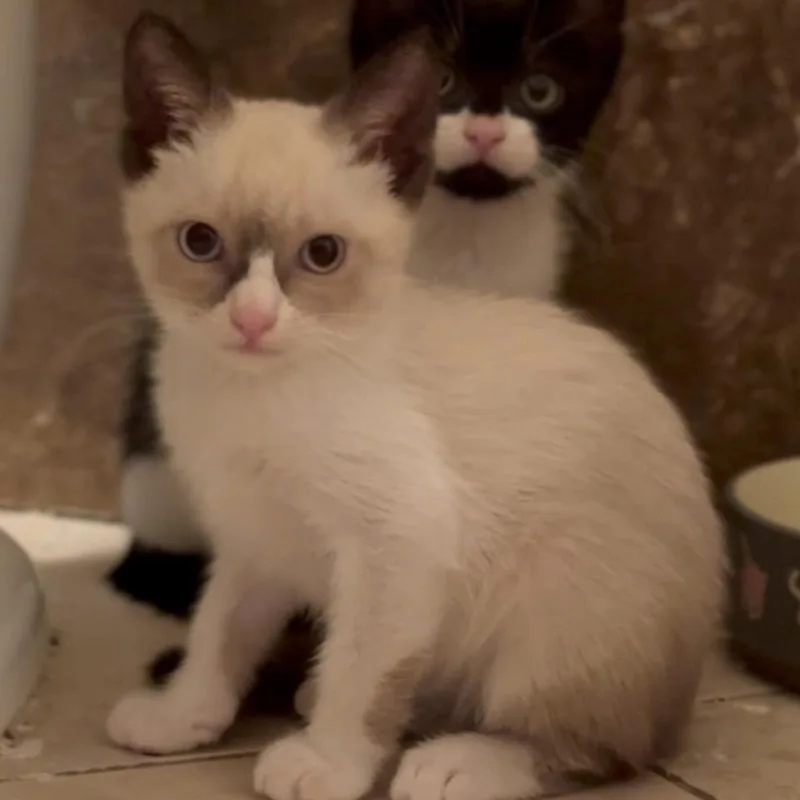 A baby small-sized female Siamese cat named Horchata Shaken Espresso for adoption in Los Angeles, CA