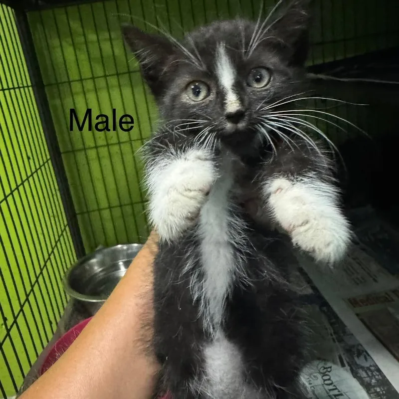 A baby small-sized female Black Domestic Short Hair cat named Splash for adoption in West Plains, MO