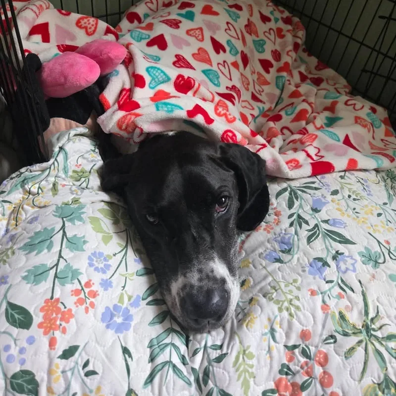 An adult large-sized female Tricolor (Brown, Black, & White) Great Dane dog named Chloe for adoption in Frankfort, KY