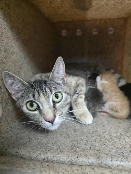 A baby medium-sized female Domestic Short Hair cat named Smoothie for adoption in Houston, TX